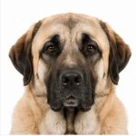 Anatolia shepherd
