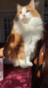 Longhaired orange tabby cat for adoption in warwick maryland md – meet anders
