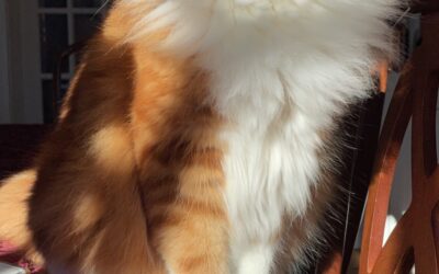 Longhaired orange tabby cat for adoption in warwick maryland md – meet anders