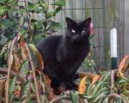 Angelic Andre – Cute Declawed Black Cat Seeks Loving Home in Nashville TN – All Supplies Included