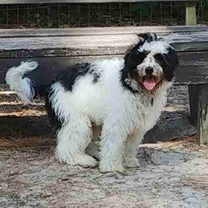 Handsome bernedoodle puppy for adoption in myrtle beach sc – supplies included – adopt angelo