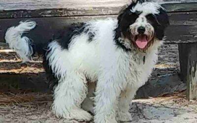 Handsome Bernedoodle Puppy For Adoption in Myrtle Beach SC – Supplies Included – Adopt Angelo