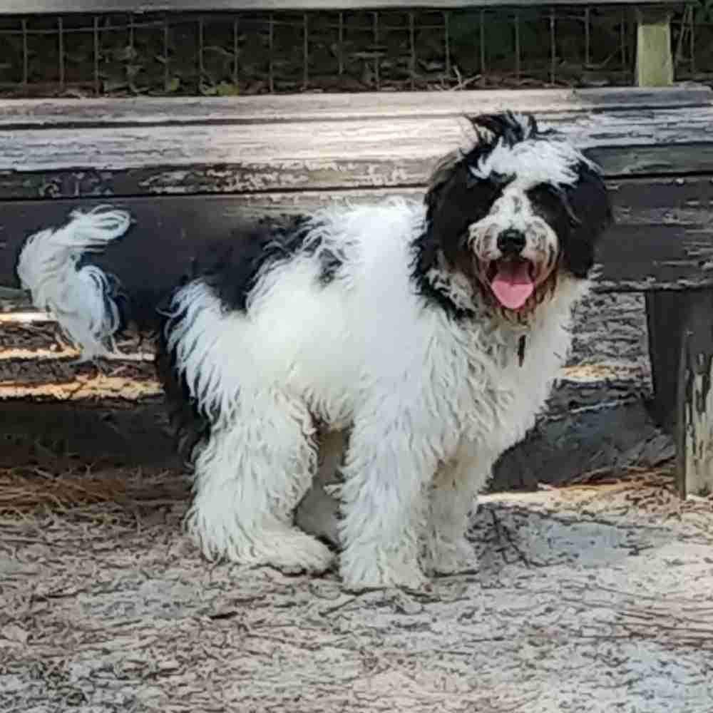 Angelo Bernedoodle Puppy Adoption Myrtle Beach SC (5)