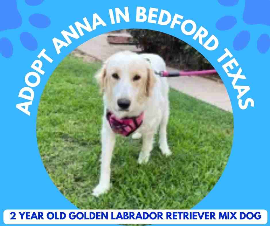 Photo of Anna, a blonde colored Golden Labrador Retriever or Golden Lab being rehomed in Bedford Texas