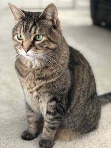 Annie izzie bonded tabby cats for adoption seattle wa 7