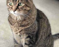 Annie izzie bonded tabby cats for adoption seattle wa 7
