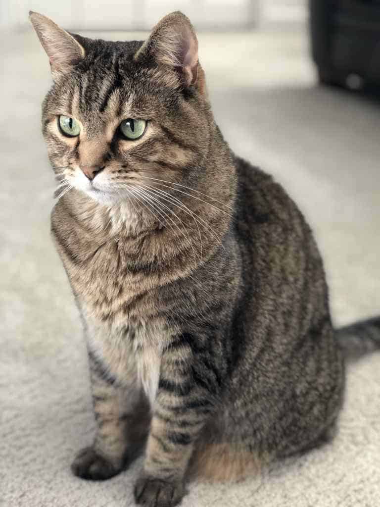 Annie Izzie Bonded Tabby Cats For Adoption Seattle WA 7
