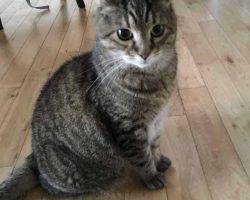Annie izzie bonded tabby cats for adoption seattle wa 7