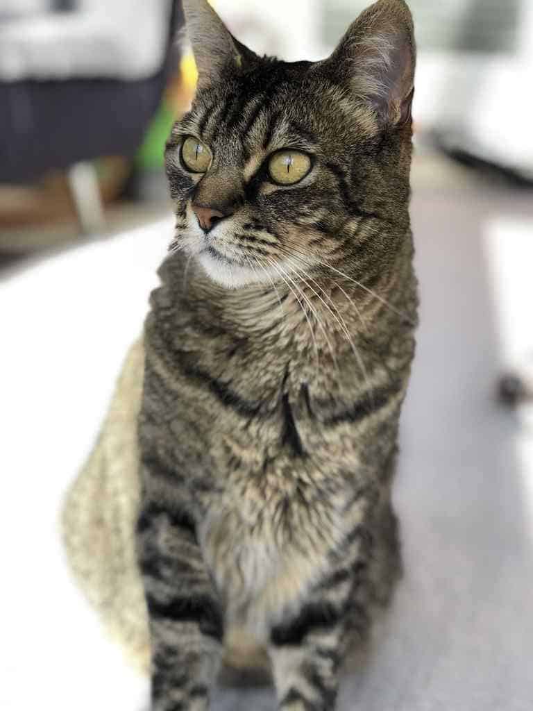 Annie Izzie Bonded Tabby Cats For Adoption Seattle WA 7