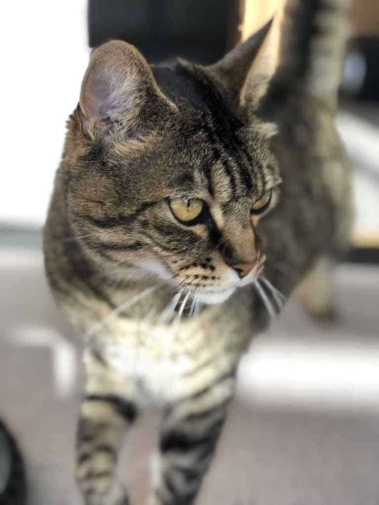 Annie izzie bonded tabby cats for adoption seattle wa 7