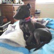 Annie Patterdale Terrier Adoption Airdrie Calgary AB (2)