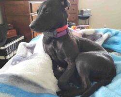 Annie patterdale terrier adoption airdrie calgary ab (2)
