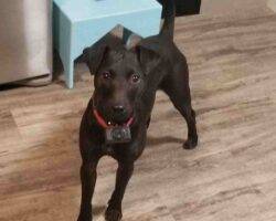 Annie patterdale terrier adoption airdrie calgary ab (2)
