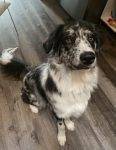 Border Collie For Adoption In Calgary AB