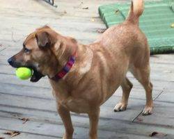 Archie - german shepherd corgi mix dog for adoption in indianapolis in