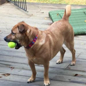 Indianapolis In German Shepherd Corgi Mix Dog For Adoption Supplies Included