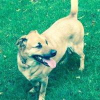 Archie - German Shepherd Corgi Mix Dog For Adoption In Indianapolis IN