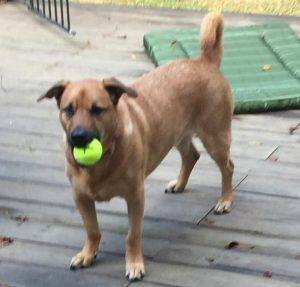 Archie - german shepherd corgi mix dog for adoption in indianapolis in