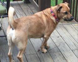 Archie - german shepherd corgi mix dog for adoption in indianapolis in