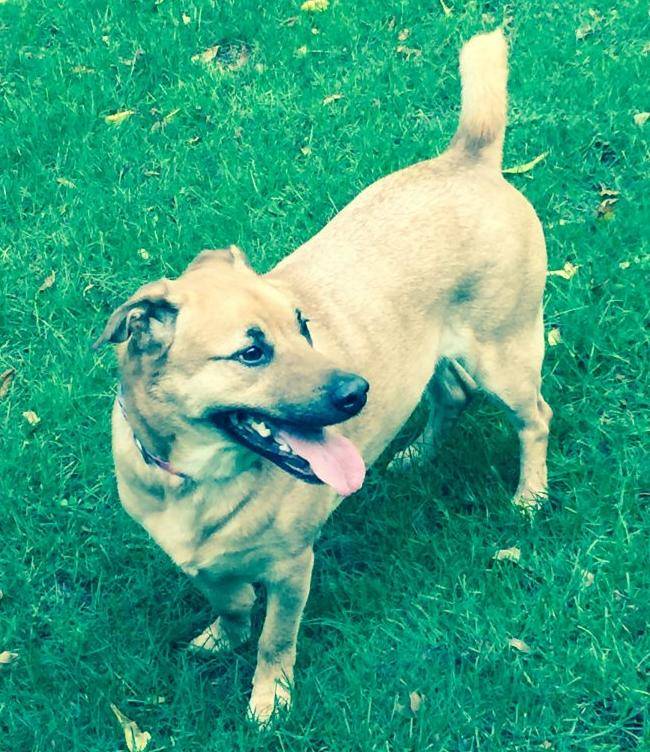 Archie - German Shepherd Corgi Mix Dog For Adoption in Indianapolis IN