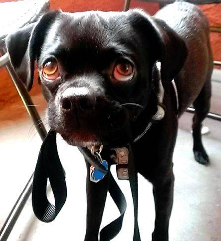 Rehomed – adorable archie – sweet 4 yr old pug mix in brooklyn ny