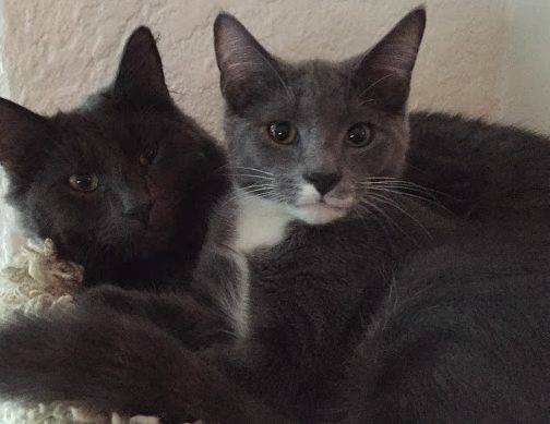 Archie and Barnaby - Bonded Grey Cats For Adoption in Chicago