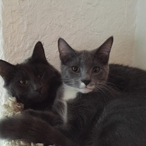 Bonded Grey Cats For Adoption in Chicago Adopt Archie and Barnaby