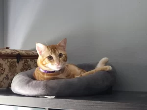 Orange tabby cat for adoption