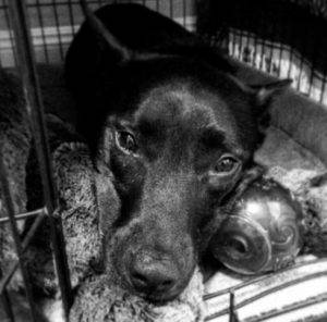 Ari - australian kelpie mix dog for adoption in sacramento ca
