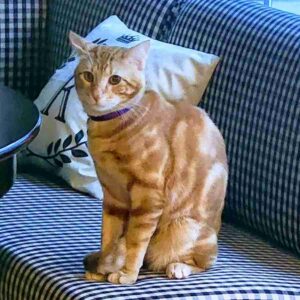 Stunning orange tabby cat for adoption in magnolia texas – meet ari