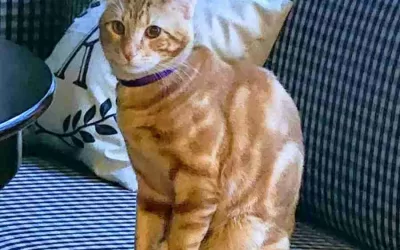 Stunning orange tabby cat for adoption in magnolia texas – meet ari