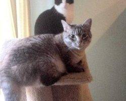 Ariel lynx point siamese cat for adoption atlanta 6