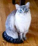 Ariel Lynx Point Siamese Cat For Adoption Atlanta 7