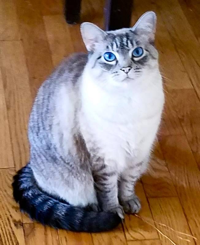 Amazing Lynx Point Siamese Cat for 