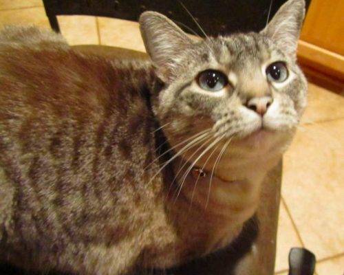 ariel's pet cat