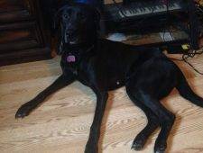 Arlo Black Labrador Retriever For Adoption In Kitchener Ontario