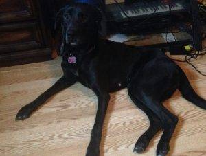 Arlo black labrador retriever for adoption in kitchener ontario