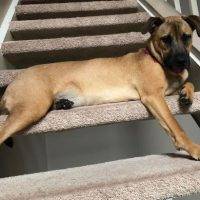Artemis - German Shepherd Yellow Lab Mix Dog For Adoption In Houston TX 1
