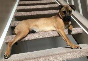 German shepherd yellow labrador retriever mix dog for adoption in houston tx – meet artemis