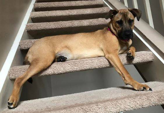 Artemis - German Shepherd Yellow Lab Mix Dog For Adoption in Houston TX 1
