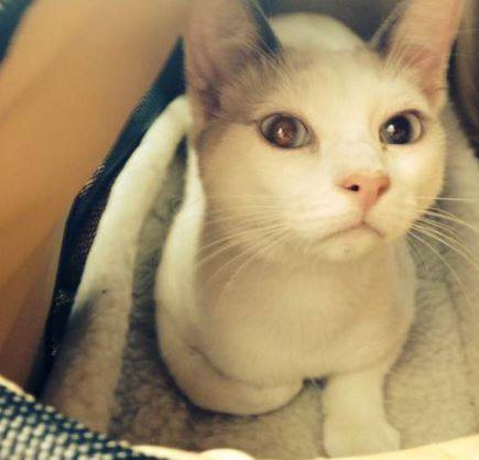 Arthur - Siamese Kitten For Rehoming in Las Vegas