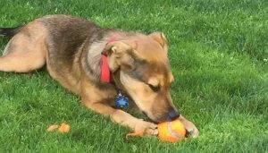 Asher - yellow labrador retriever gsp mix dog for adoption in oregon