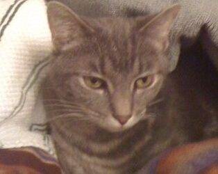 Grey tabby cat for adoption in indianapolis indiana – adopt ashley