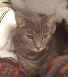 Grey Tabby Cat For Adoption in Indianapolis Indiana – Adopt Ashley