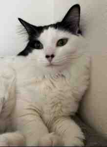 Longhair cat for adoption in san antonio