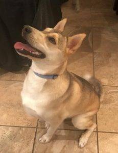 El paso tx – 21 mo male siberian husky mix dog for adoption – healthy fixed trained