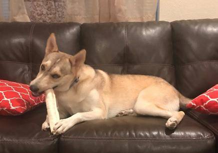 Astro - korean jindo siberian husky mix dog for adoption el paso tx 2