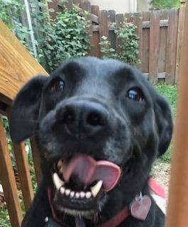 Athena - black lab mix dog for adoption in missouri