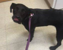 Athena - Black Lab Mix Dog For Adoption In Ohio