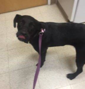 Athena - black lab mix dog for adoption in ohio